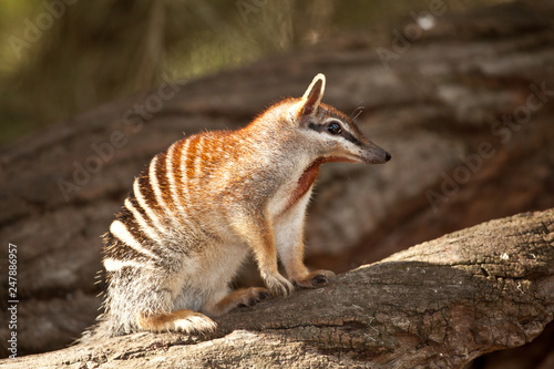 Photography numbat, an emblem of western australia