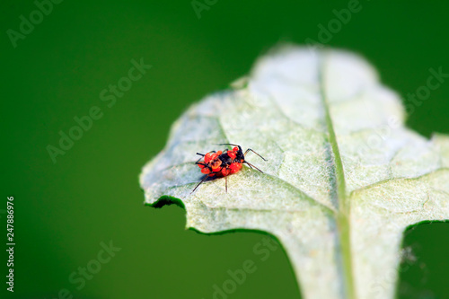 Red tube aphid and cinnabar leaf mites