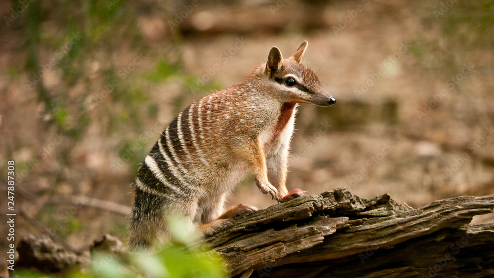Obraz premium numbat, an emblem of western australia