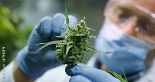 Portrait of scientist with mask, glasses and gloves checking hemp plants in a greenhouse. Concept of herbal alternative medicine, cbd oil, pharmaceptical industry photo