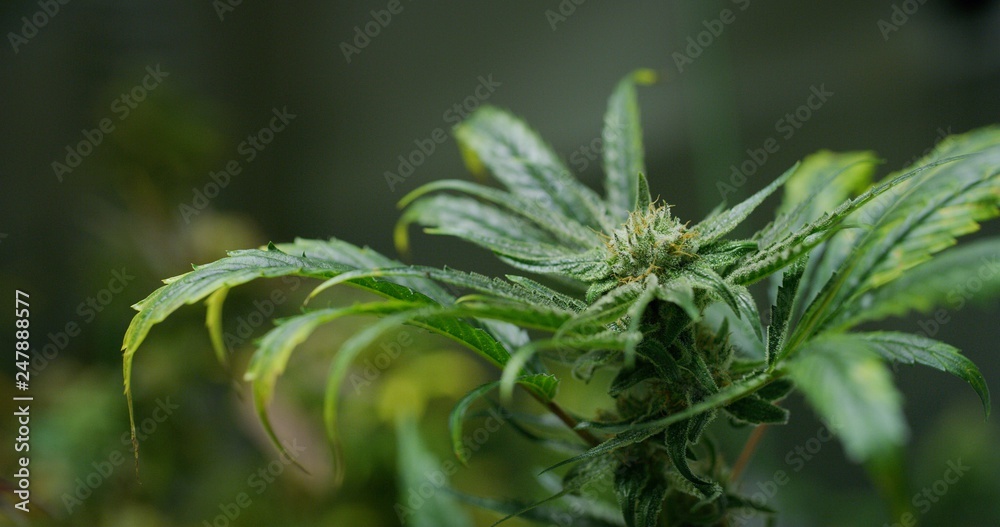 Macro of ecological and biological hemp plant in a greenhouse. Concept of herbal alternative medicine, cbd oil, pharmaceutical industry Macro of ecological and biological hemp plant in a greenhouse. Concept of herbal alternative medicine, cbd oil, pharmaceutical industry