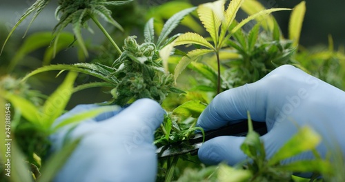 Macro close up of scientist hands with gloves checking hemp plants in a greenhouse. Concept of herbal alternative medicine, cbd oil, pharmaceptical industry