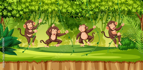 Monkey in wild forest