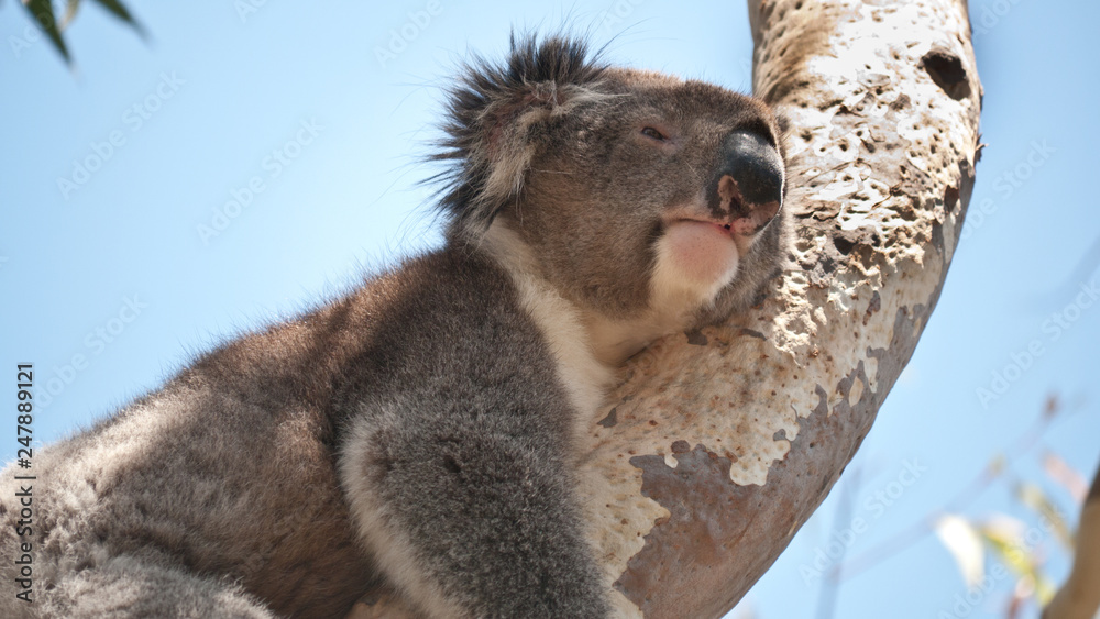 Obraz premium Koala bear resting in eucalyptus tree