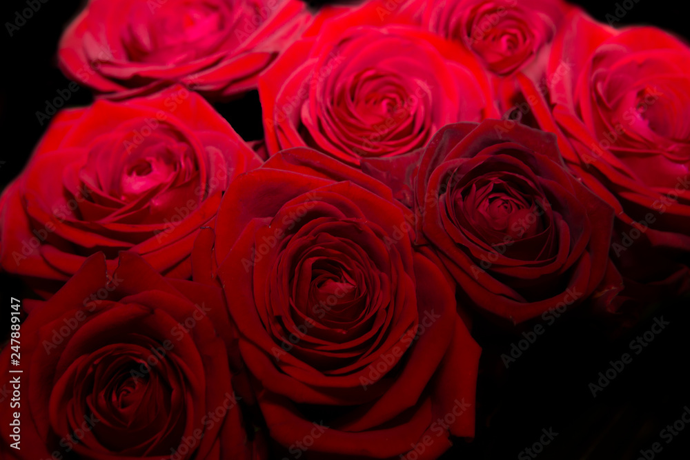 Roses rouges Roses rouges