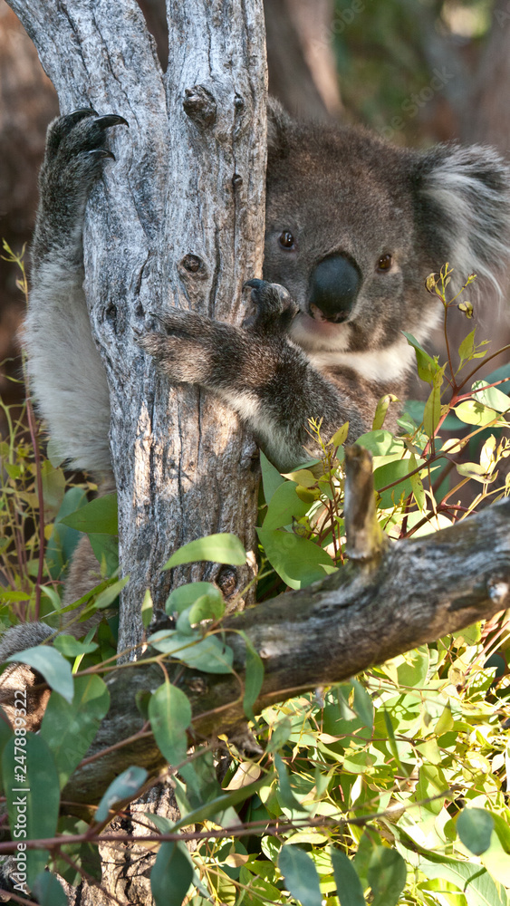 Koala bear in eucalyptus tree, portrait 