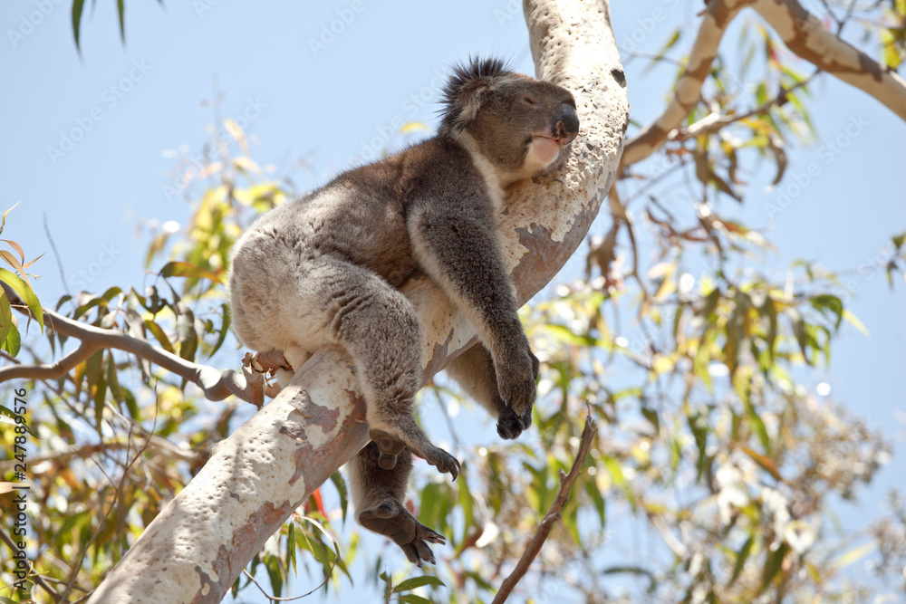 Koala bear resting in eucalyptus tree