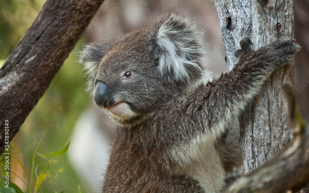 Obraz premium Koala bear in eucalyptus tree, portrait 