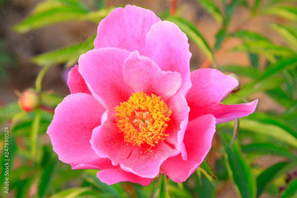 Peony flowers in a park Peony flowers in a park