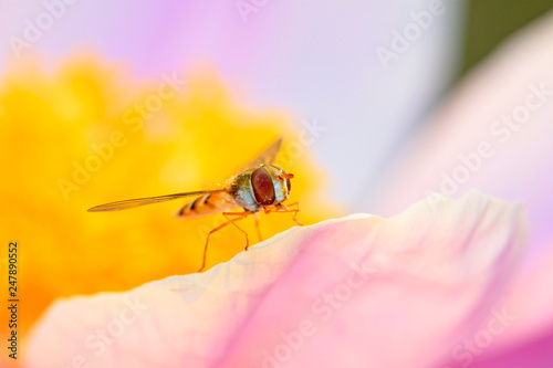 hoverfly on stamen