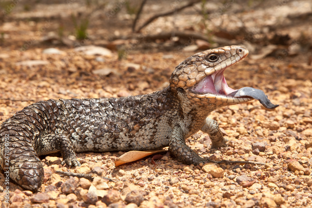blue-tongued skink threatening 