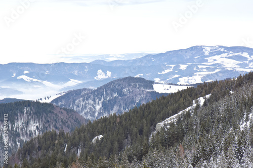 forest snow mountain panorama