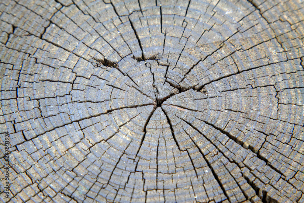 Fototapeta premium Wooden cross section