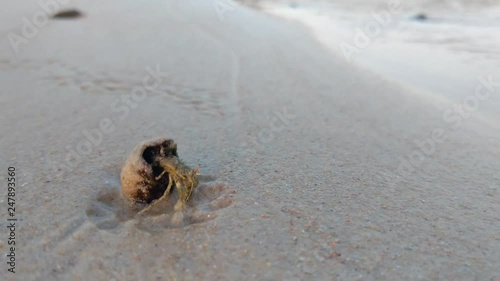 A crab crawling along the sand by the beach inlet. photo