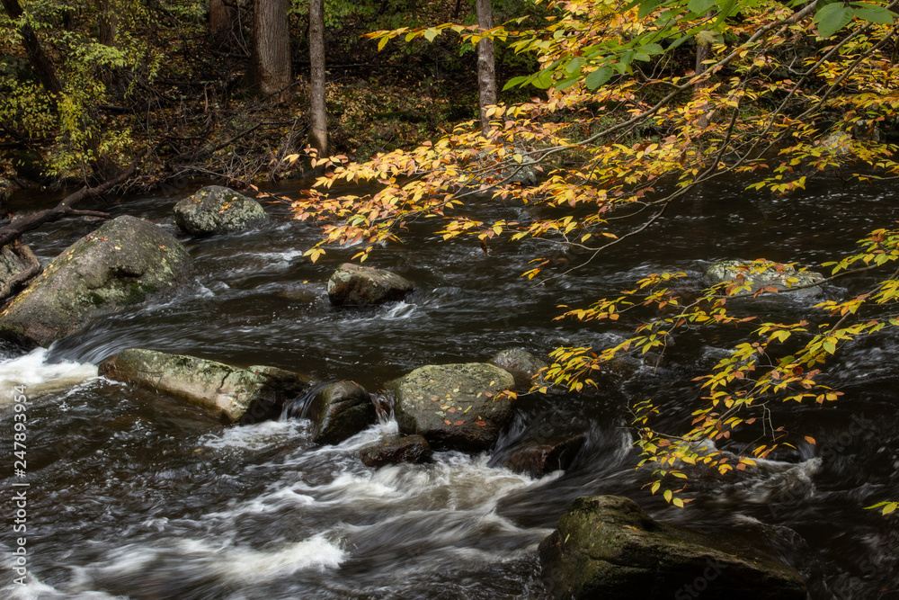Golden leaves over water