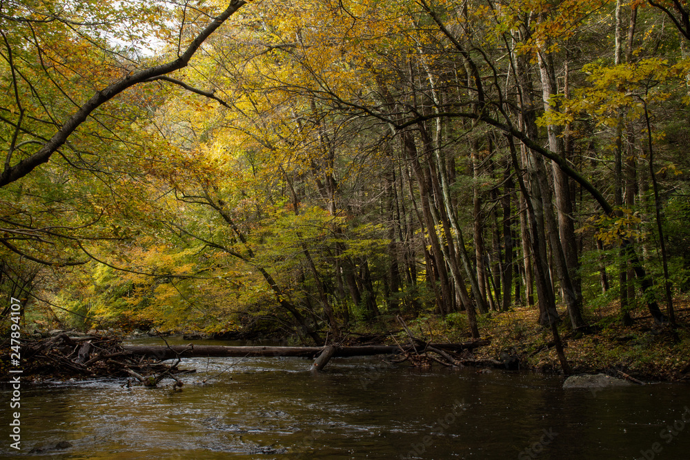 Obraz premium River in the Fall