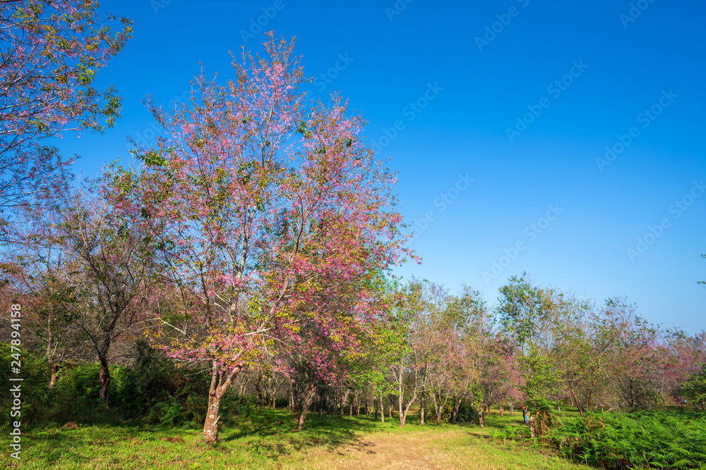 Cherry flower Prunus cerasoides or Wild Himalayan Cherry,Giant tiger flower in the garden with mountains at Phu Lom Lo in Phetchaboon, Thailand. Cherry flower Prunus cerasoides or Wild Himalayan Cherry,Giant tiger flower in the garden with mountains at Phu Lom Lo in Phetchaboon, Thailand.