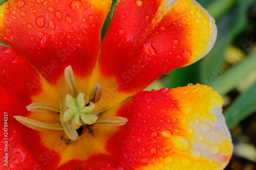 tulip with water droplets