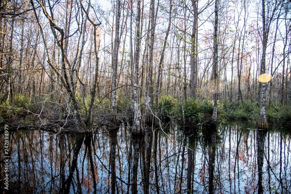Obraz premium park landscape