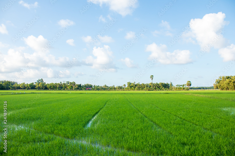 rice field in thailand