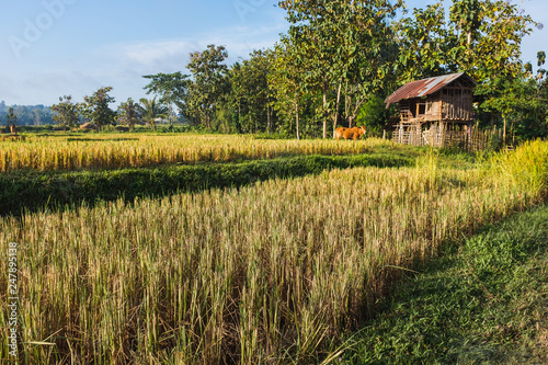 Obraz na plátně Huts on havested ricefield