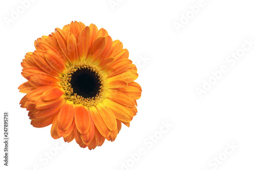 close up orange daisy flower