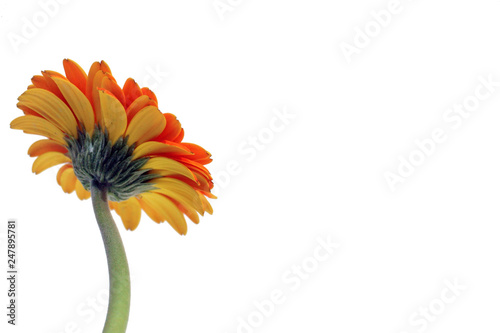 the back orange flower