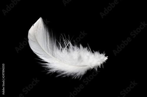 Single white feathers isolated on black background.