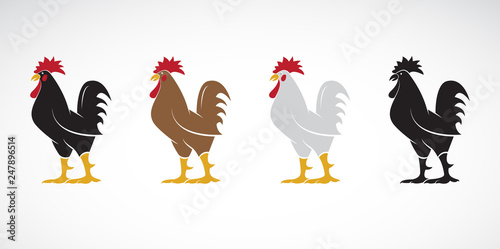 Vector of rooster or cock design on white background., Animal farm. Easy editable layered vector illustration.