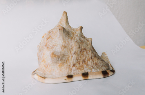 A brown shell on white background photo