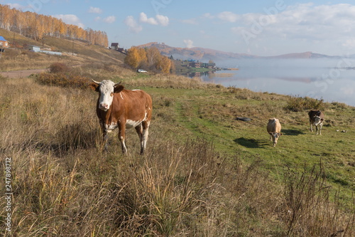 Cow rises on a hill from the shore of the Great Lake, on the background of the village in autumn. photo