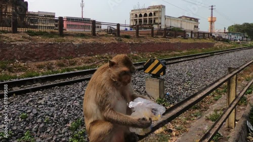 Monkey eating corn from a plastic bag not far from the temple Prang Sam Yot in Lop Buri photo