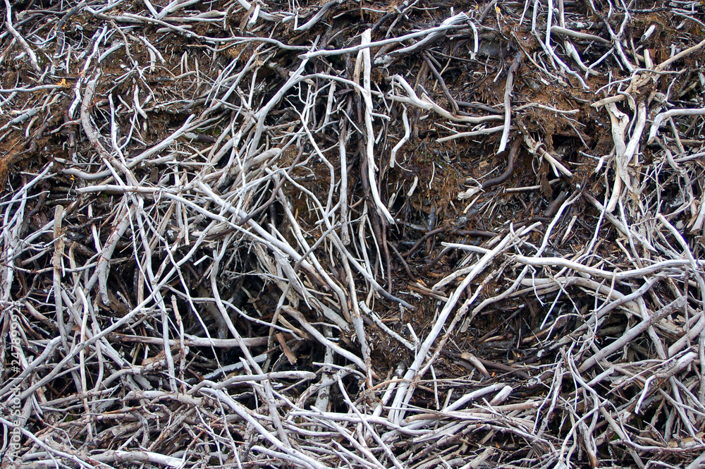 Abstract texture of sticks in a beaver dam. Abstract texture of sticks in a beaver dam.