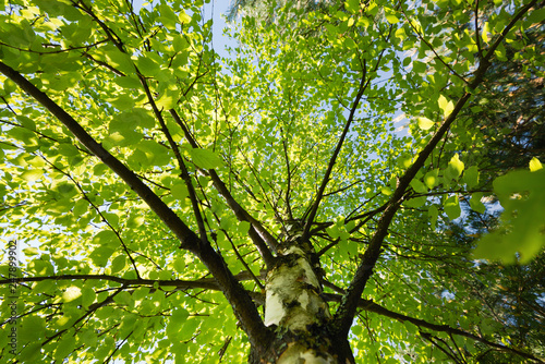 Birch tree with young leaves  view from below