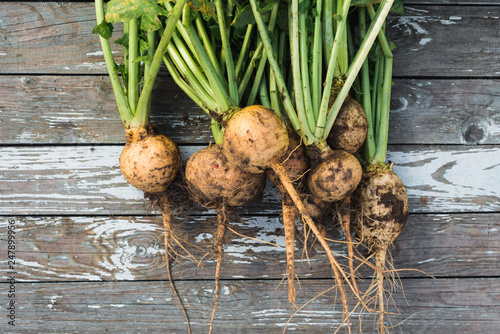 Freshly harvested turnip with soil over wooden background, top view photo