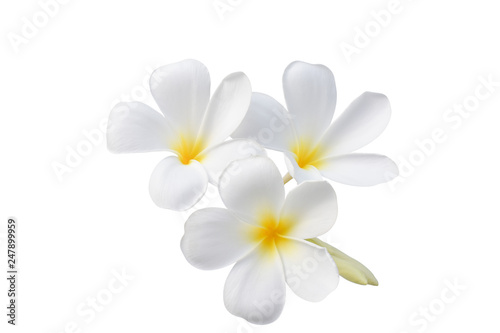 beautiful white plumeria flowers isolated on White background.clipping path