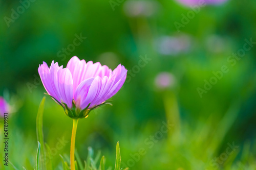 Beautiful pink flower field in the park.