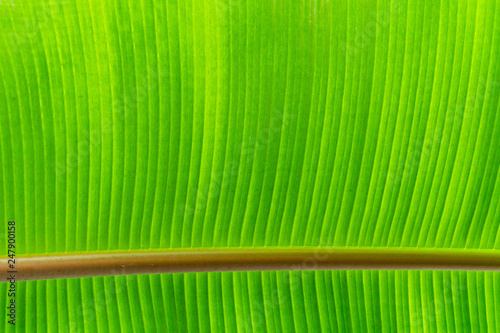 part of green leaf abstract macro texture background.