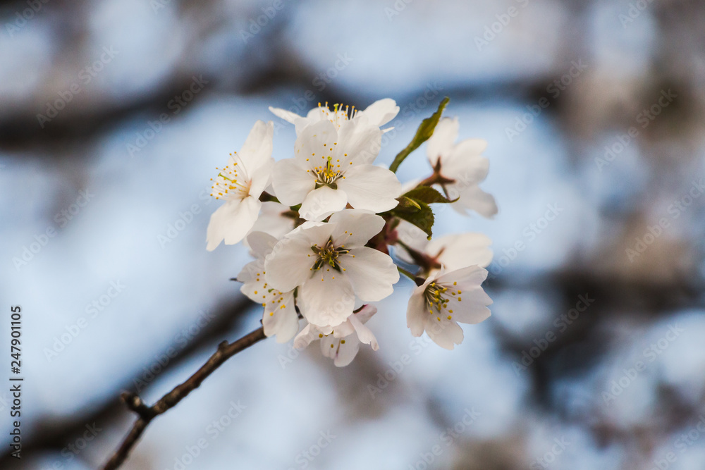 Cherry blossom (sakura) in Japan
