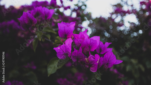 purple flowers up close