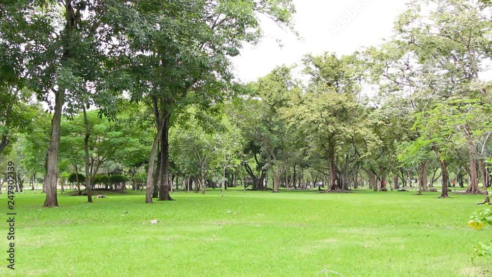 Green trees, beautiful morning in the park. Relaxing point in the urban park. Green trees, beautiful morning in the park. Relaxing point in the urban park.