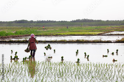 Rice transplanting farmers in the paddy field