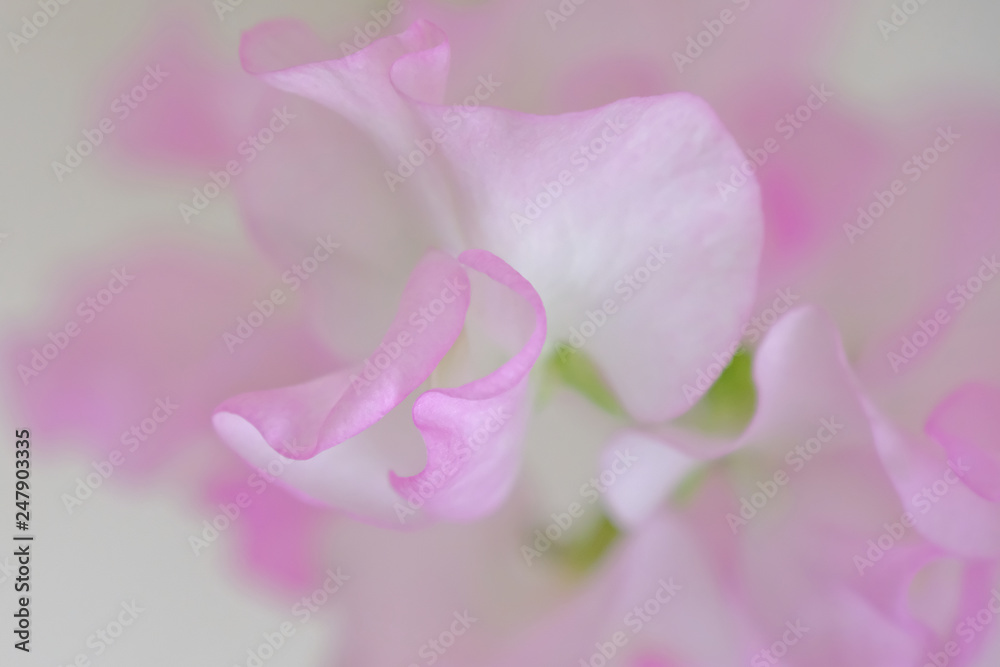 sweet pea flower closeup