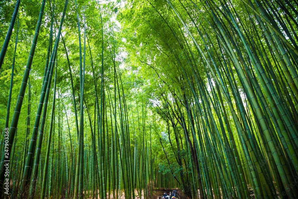Arashiyama bamboo green forest in morning Arashiyama bamboo green forest in morning