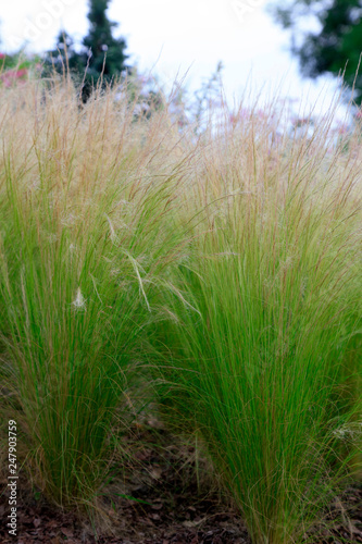 Gramineous plants in the botanical garden