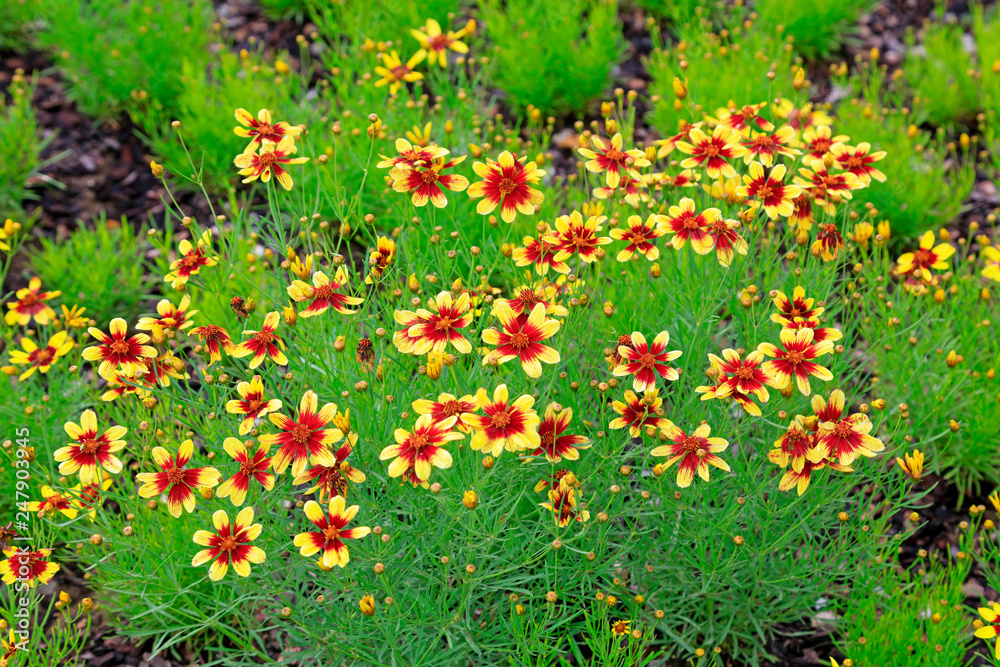 Chrysanthemum in the botanical garden