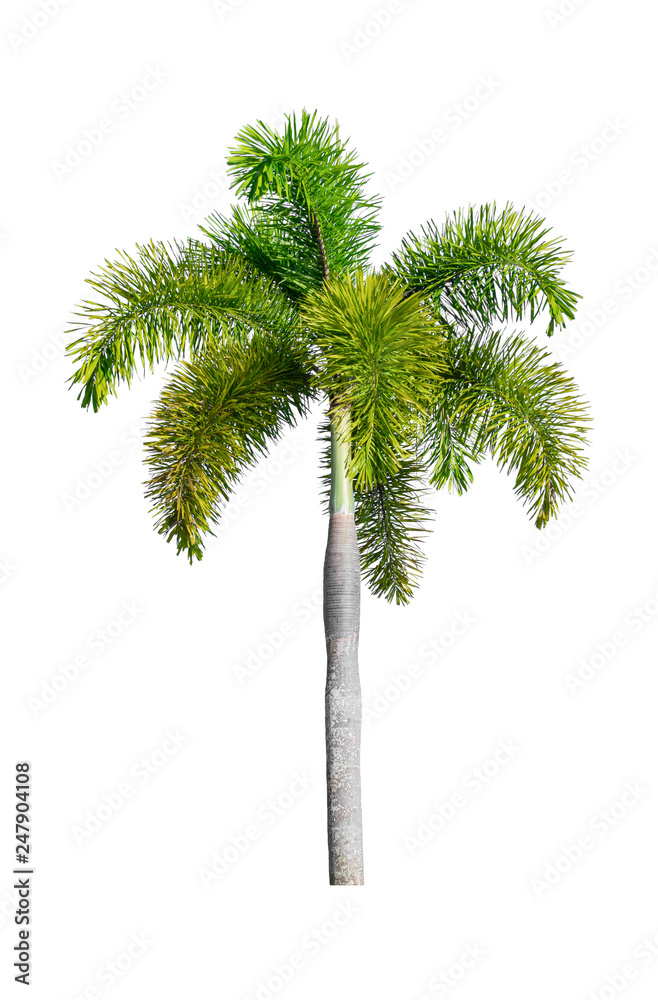 Palm tree Ornamental plants  beautiful on white background