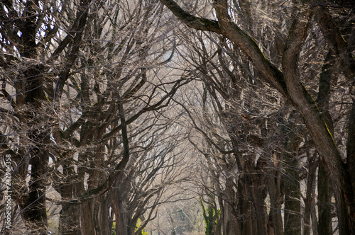 A dark canopy of leafless branches from rows of hibernating trees in winter at a park with buildings beyond it.