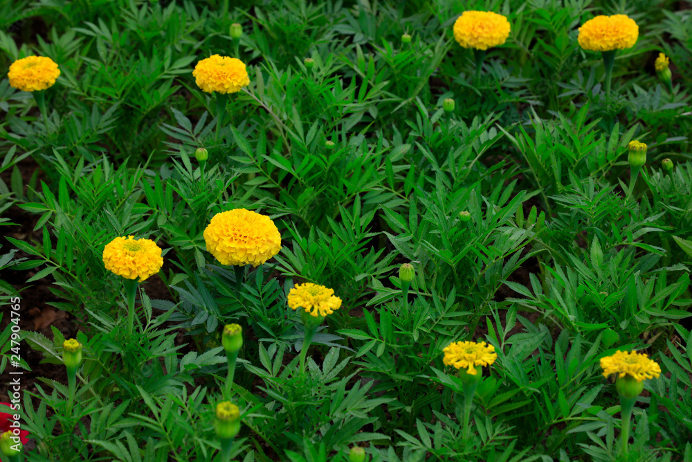 Obraz premium Marigold in the botanical garden