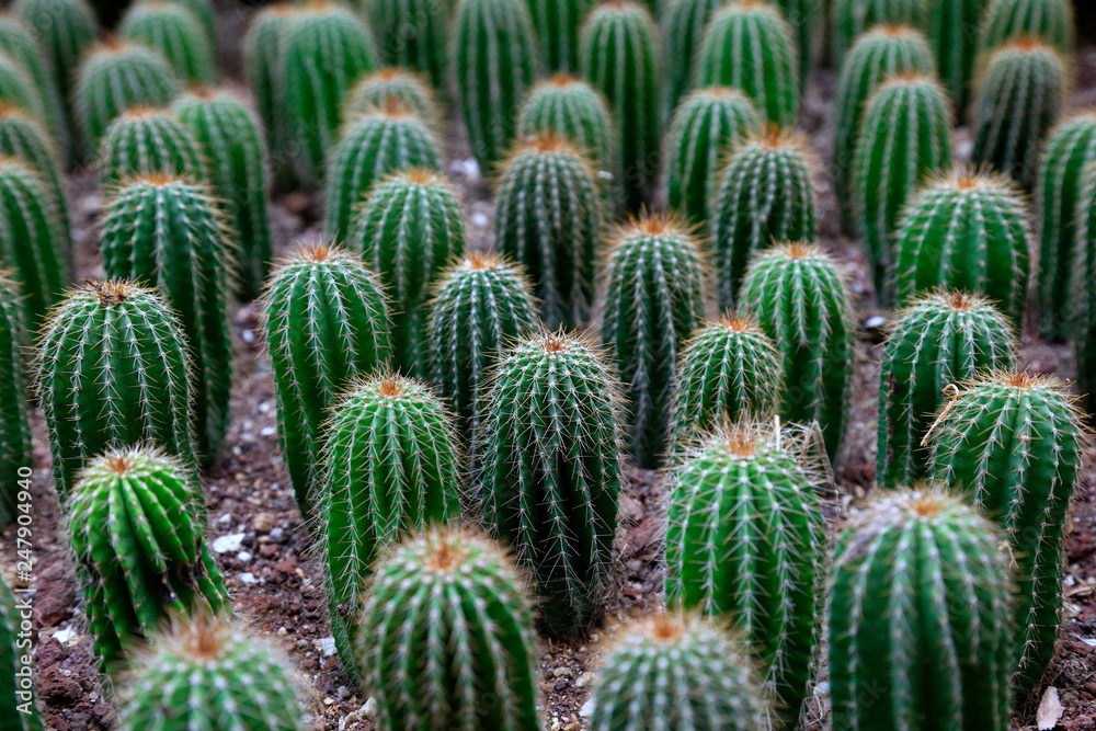 Cactus plants in the botanical garden Cactus plants in the botanical garden